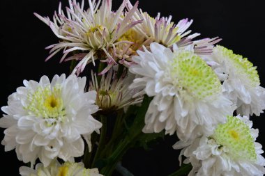 Koyu arkaplanda güzel, parlak sonbahar kasımpatıları