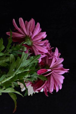 Koyu arkaplanda güzel, parlak sonbahar kasımpatıları