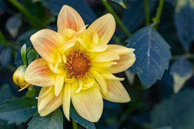 Bahçedeki sarı yıldız çiçeği 