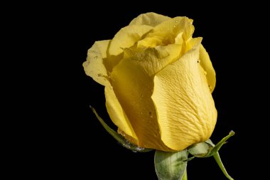 Siyah arkaplanda sarı gül 