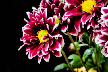 Siyah arka planda güzel pembe çiçekler