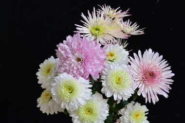 Siyah arka planda güzel çiçekler 