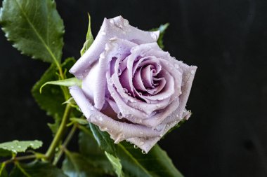 yakın plan - siyah arkaplanda bir gül çiçeği