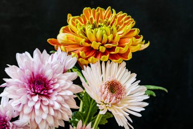 Koyu arkaplanda güzel, parlak sonbahar kasımpatıları