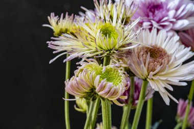 Koyu arkaplanda güzel, parlak sonbahar kasımpatıları