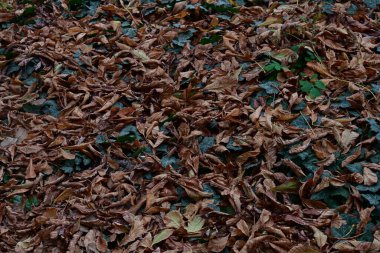 Sarı yapraklı sonbahar arkaplanı  