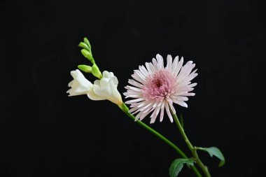 Koyu arkaplandaki güzel Gerbera çiçeğinin yakın görüntüsü 