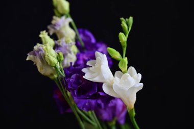 Siyah arkaplanda östoma çiçekleri 