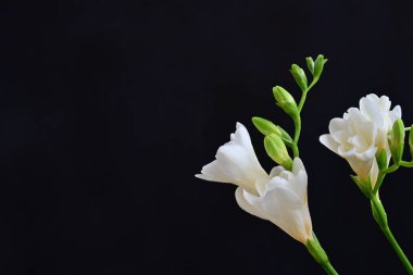 Siyah arkaplanda beyaz frezya çiçekleri