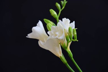 Siyah arkaplanda beyaz frezya çiçekleri