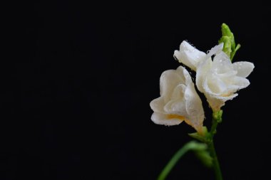 Siyah arkaplanda beyaz frezya çiçekleri 