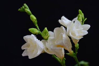 Siyah arkaplanda beyaz frezya çiçekleri 