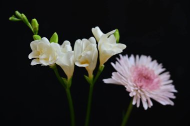 Gerbera ve Fresia çiçekleri siyah arkaplanda