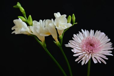 Gerbera ve Fresia çiçekleri siyah arkaplanda