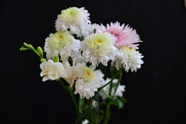 Gerbera ve Fresia çiçekleri siyah arkaplanda