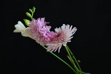 Gerbera ve Fresia çiçekleri siyah arkaplanda