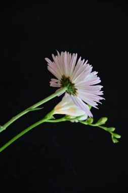 Gerbera ve Fresia çiçekleri siyah arkaplanda