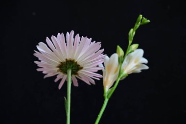 Gerbera ve Fresia çiçekleri siyah arkaplanda