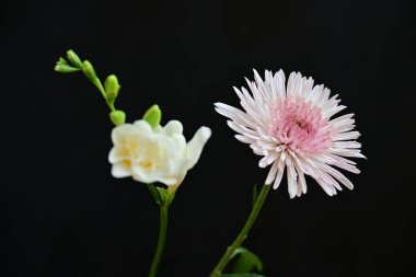Gerbera ve Fresia çiçekleri siyah arkaplanda