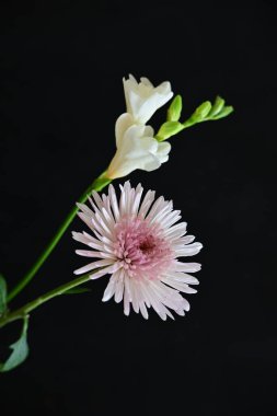 Gerbera ve Fresia çiçekleri siyah arkaplanda