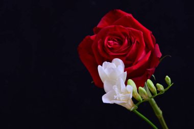 Fresia 'yı siyah arkaplanda gülle kapat 