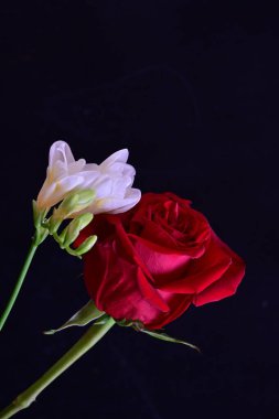 Fresia 'yı siyah arkaplanda gülle kapat 