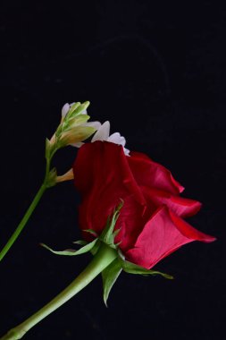 Fresia 'yı siyah arkaplanda gülle kapat 