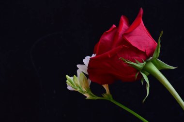 Fresia 'yı siyah arkaplanda gülle kapat 