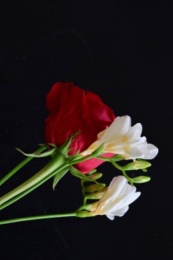 Fresia 'yı siyah arkaplanda gülle kapat 