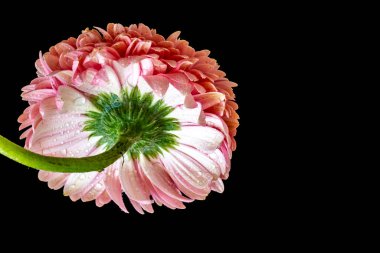 beautiful gerbera flower on dark background