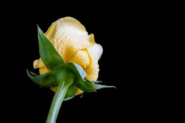 güzel sarı gül çiçeği siyah arkaplanda