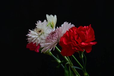 Güzel karanfil, Fresia ve Gerbera çiçekleri bahçede