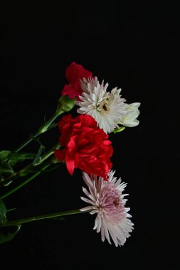 Güzel karanfil, Fresia ve Gerbera çiçekleri bahçede