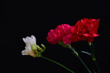güzel karanfil ve siyah arkaplanda frezya çiçekleri