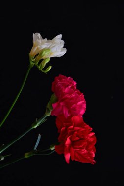 güzel karanfil ve siyah arkaplanda frezya çiçekleri