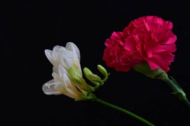güzel karanfil ve siyah arkaplanda frezya çiçekleri