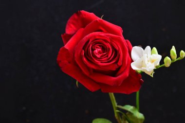 Fresia 'yı siyah arkaplanda gülle kapat 