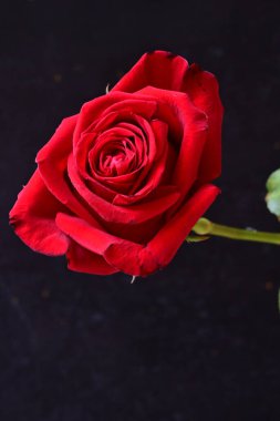 Koyu arkaplanda güzel bir gül çiçeği 