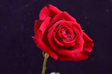 Koyu arkaplanda güzel bir gül çiçeği 