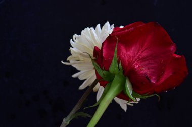 Siyah arkaplanda kırmızı gül ve beyaz kasımpatı
