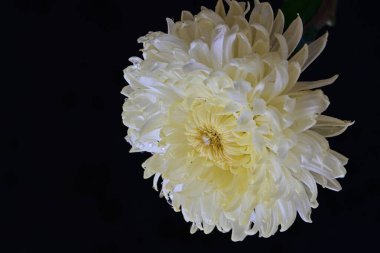 Siyah arkaplanda güzel kasımpatı çiçeğini kapat.