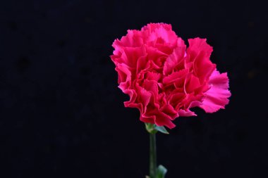 Siyah arkaplandaki güzel karanfil çiçeğini kapat.