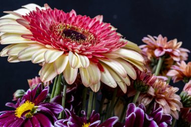 Güzel Gerbera çiçekleri, yakın görüş 