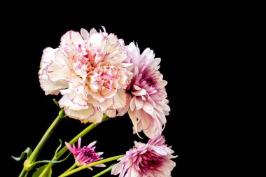 Kasımpatı çiçeklerinin siyah arkaplandaki görüntüsünü kapat