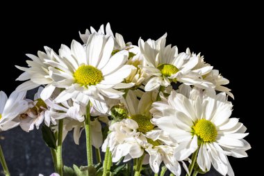 Kasımpatı çiçeklerinin siyah arkaplandaki görüntüsünü kapat