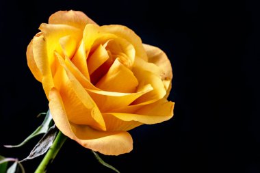 Siyah arka planda güzel bir gül çiçeği