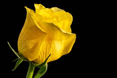 Siyah arka planda güzel bir gül çiçeği