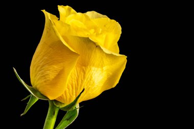 Siyah bir arkaplanda güzel bir gülün yakın çekim görüntüsü