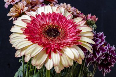 Güzel Gerbera çiçeklerinin yakın görüntüsü 