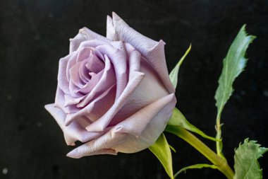 Siyah arka planda güzel bir gül çiçeği